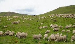 青青草原国产,绿色生态与和谐发展的奇迹之旅