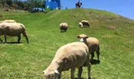 青青草原国产,绿色生态与和谐发展的奇迹之旅