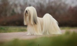 亚洲国产毛茸茸,探寻自然之美与民族风情