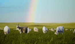 青草国产视频,探寻自然之美与生态和谐